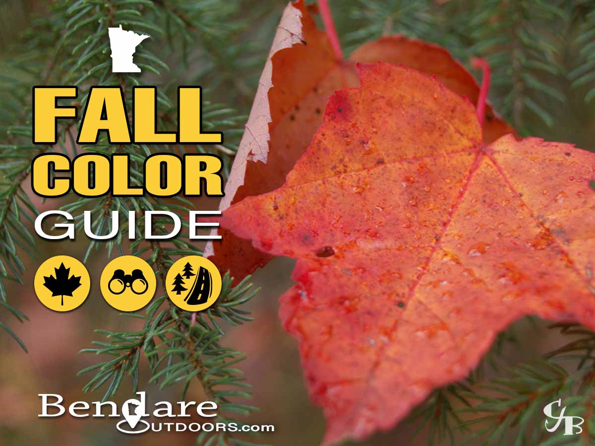 Minnesota Fall Color Guide | Bendare Outdoors