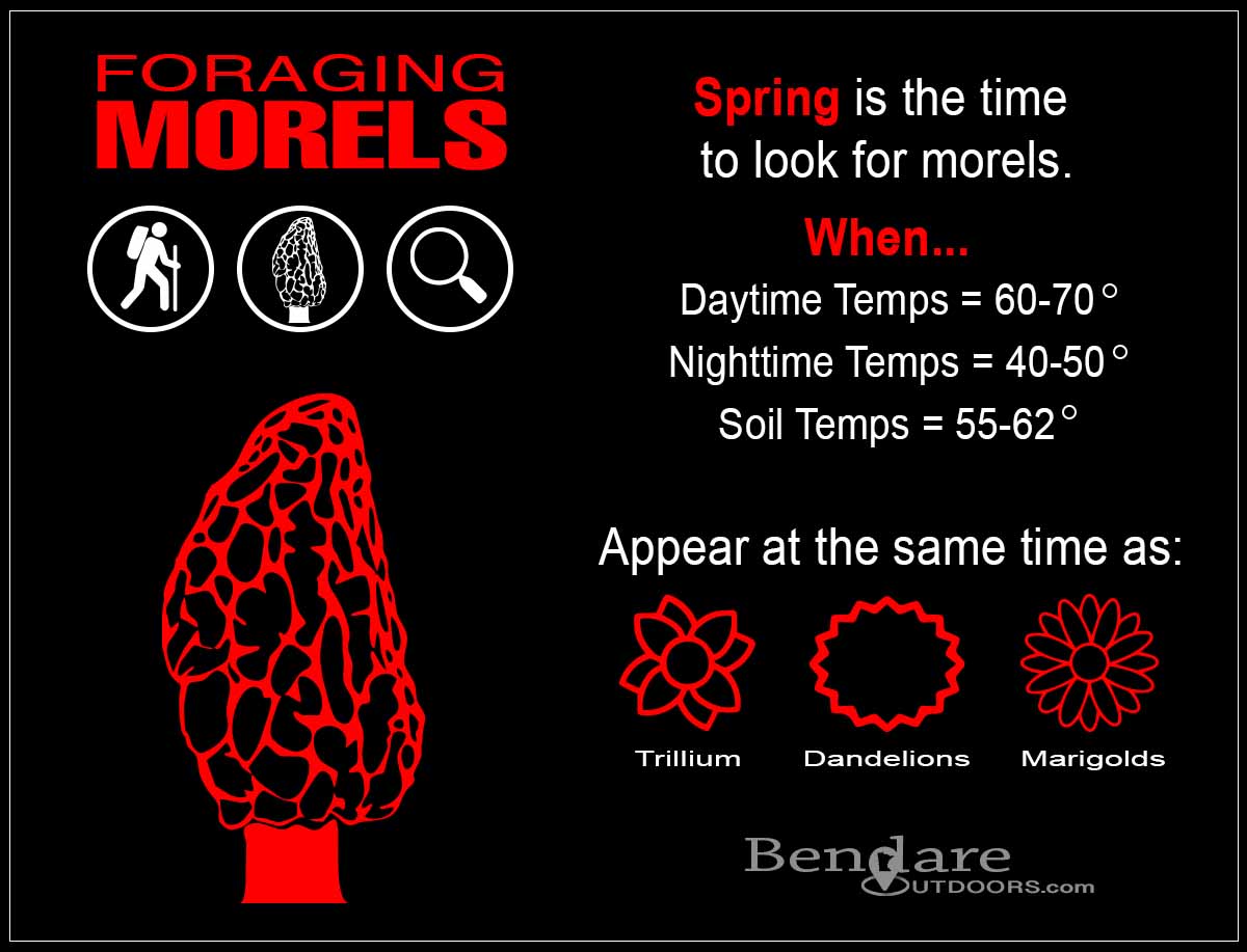 Foraging Morels | Bendare Outdoors