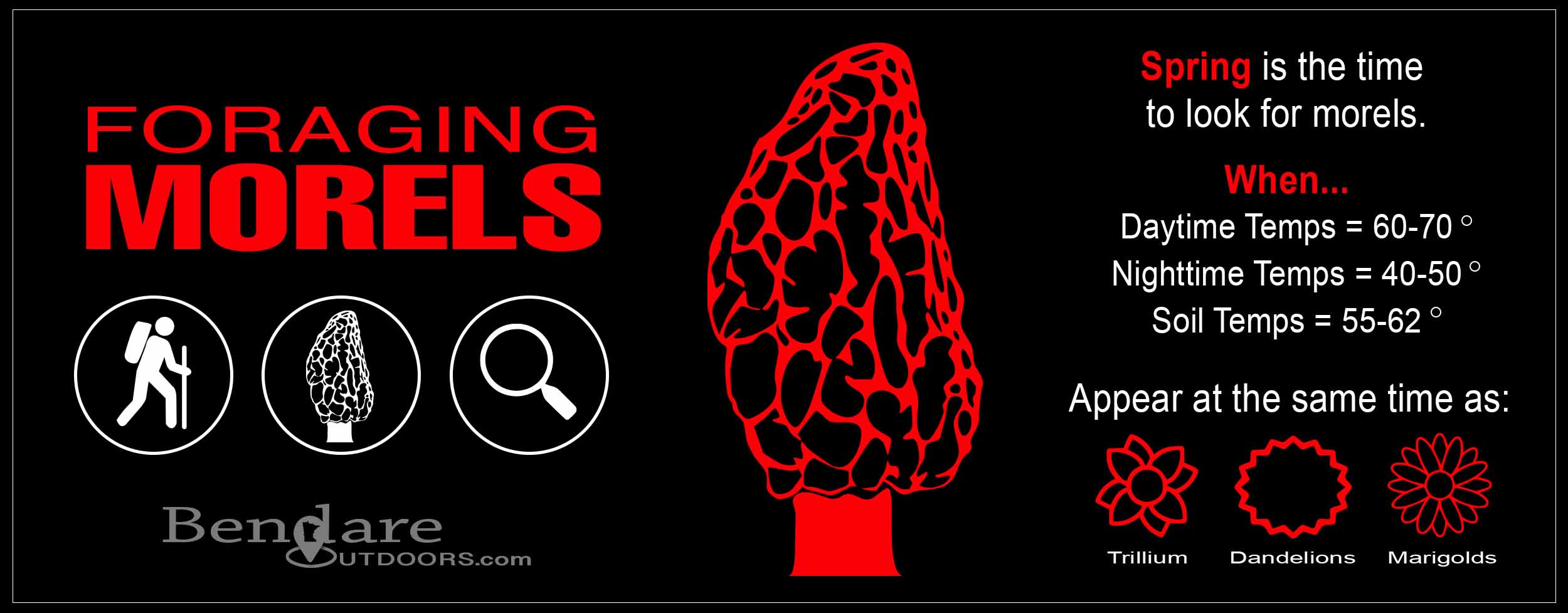 Minnesota Foraging: Morels | Bendare Outdoors
